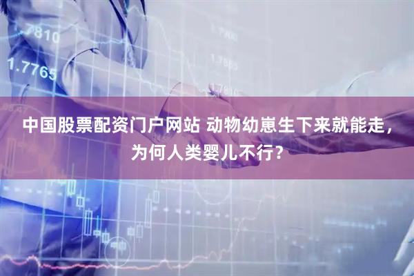 中国股票配资门户网站 动物幼崽生下来就能走，为何人类婴儿不行？